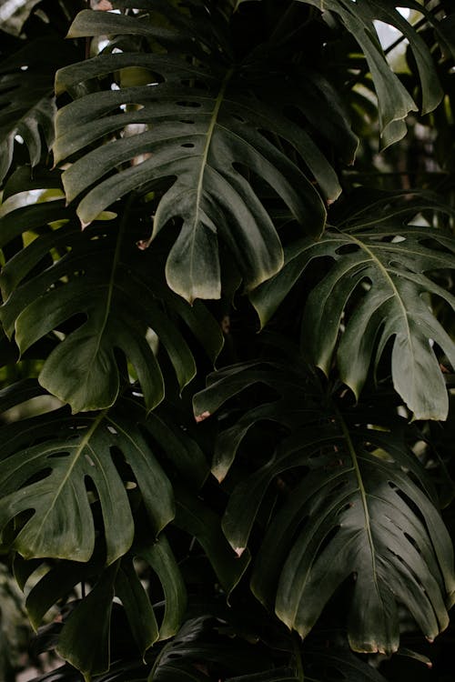 Kostenloses Stock Foto zu botanik, botanisch, dunkelgrüne blätter