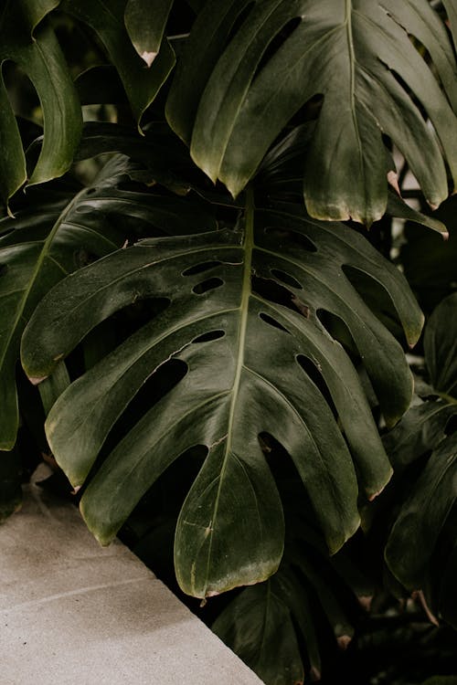 araceae, bölünmüş yapraklı filodendron, büyüme içeren Ücretsiz stok fotoğraf