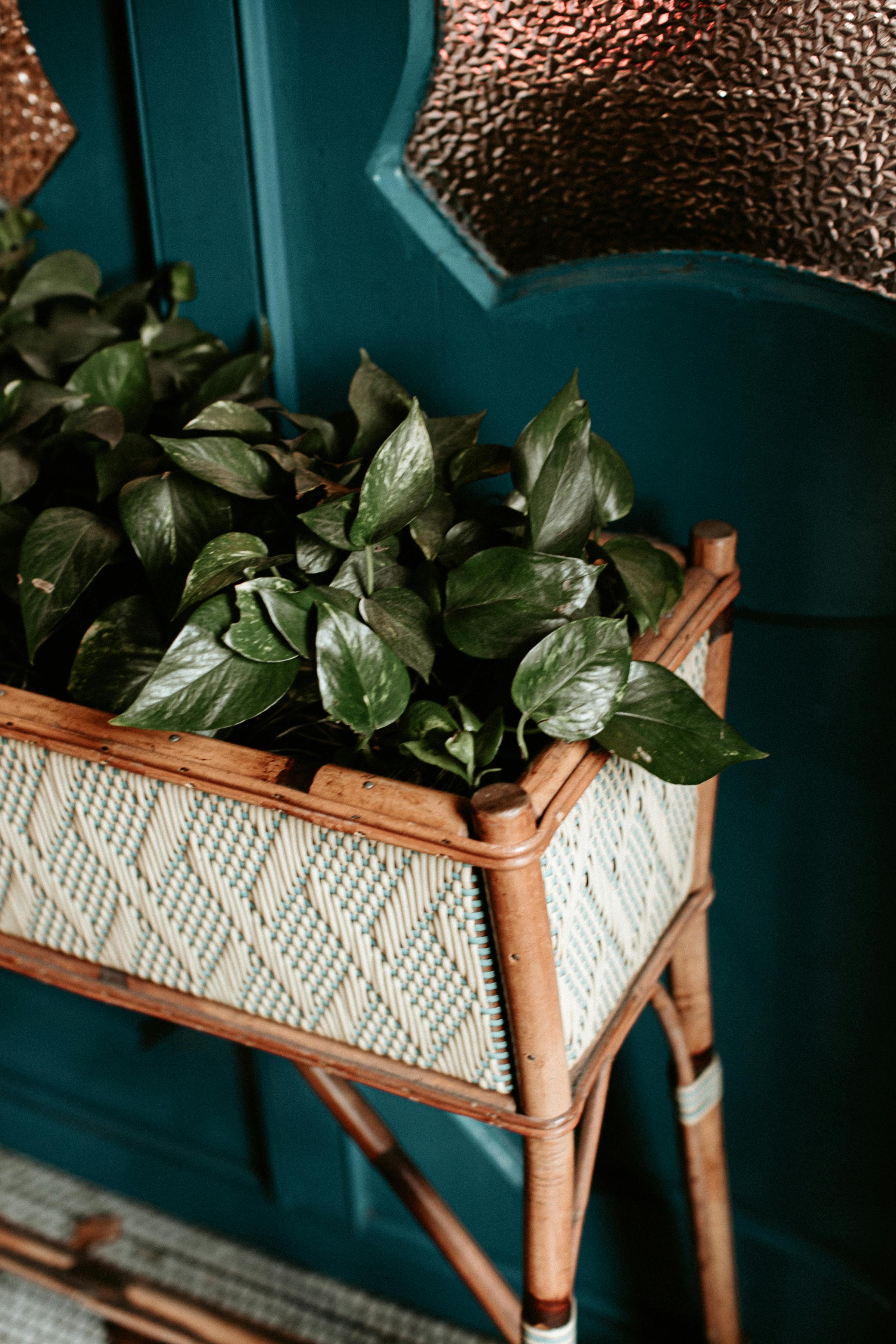 Natural Woven Basket Photos, Download The BEST Free Natural Woven Basket Stock Photos & HD Images