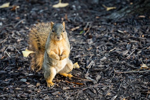 Безкоштовне стокове фото на тему «sciuridae, білка, гризун»