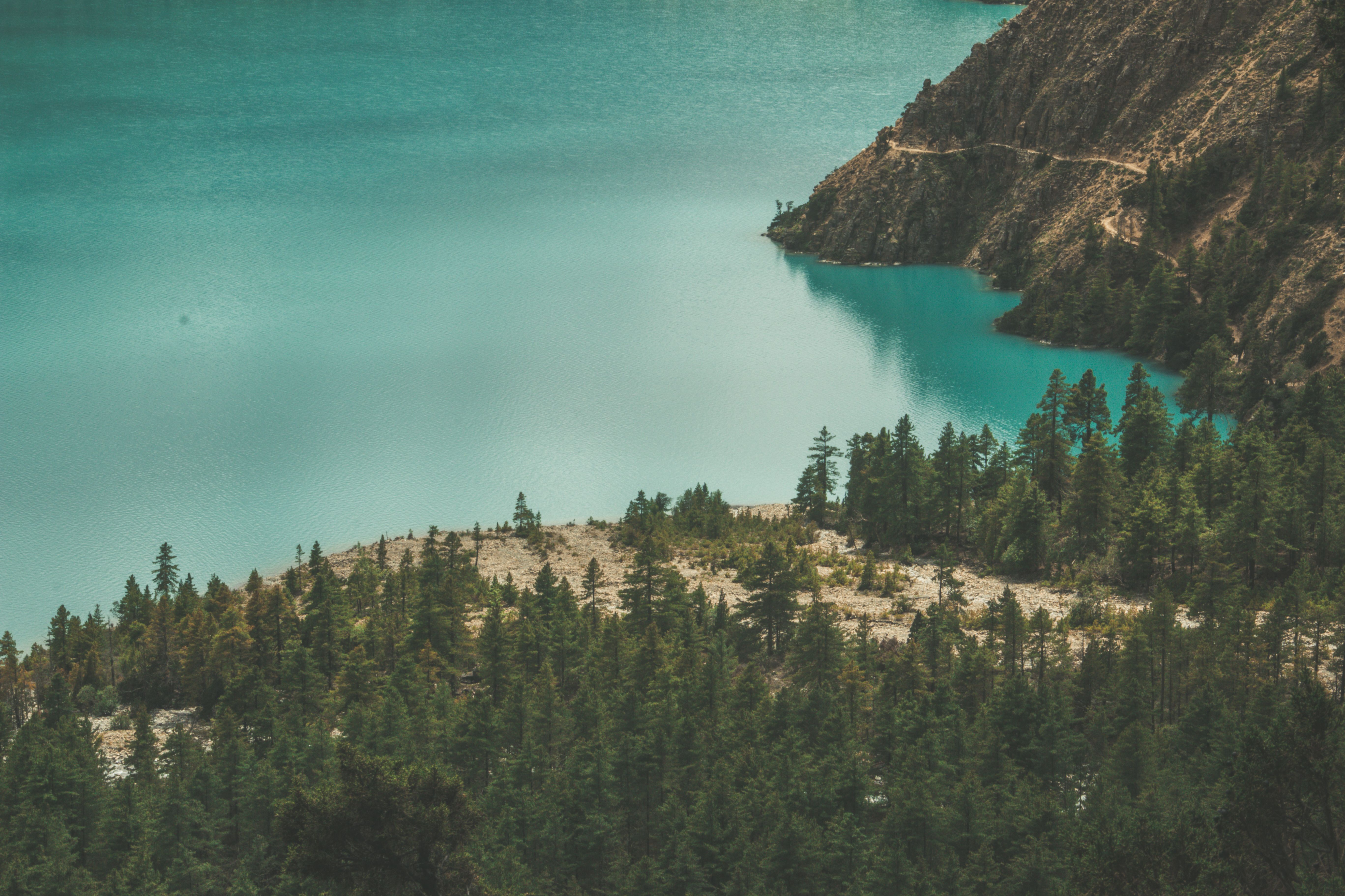 Green Trees Surrounding Body of Water · Free Stock Photo