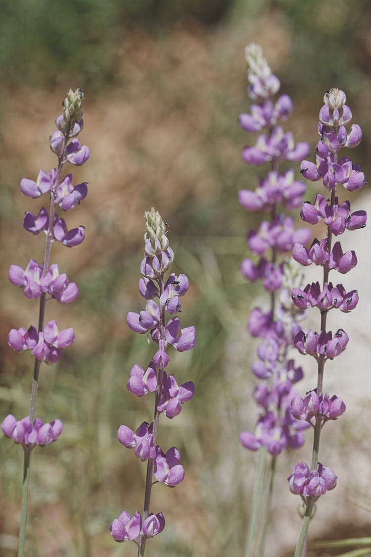 Branch With Purple Flowers