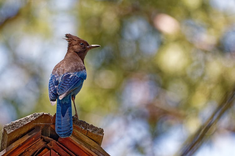 Passerine Bird Perched On Wood