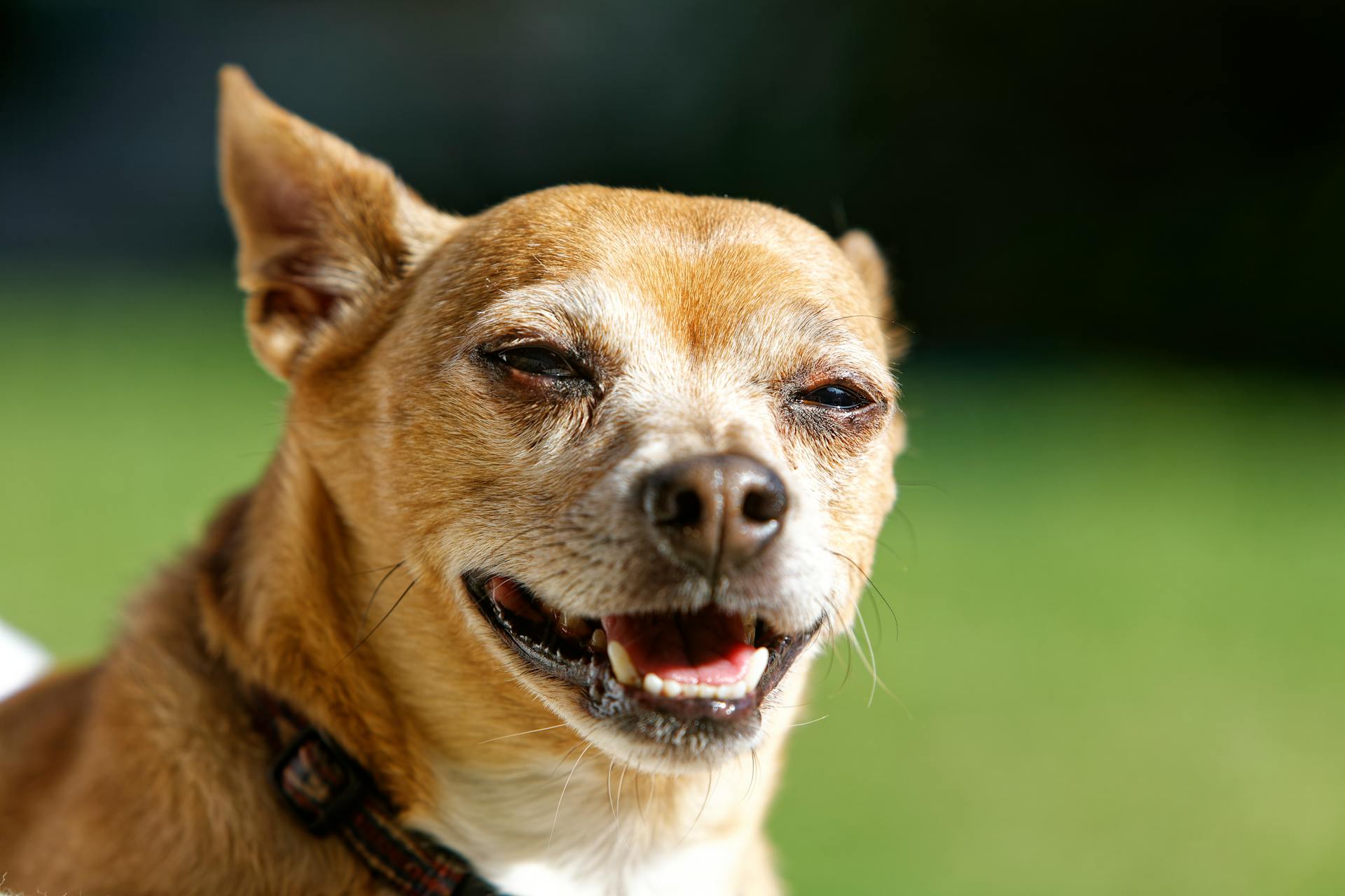 Close-Up Shot of Chihuahua