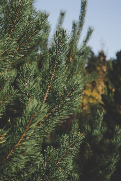Free Vibrant close-up of green pine branches with natural sunlight highlighting needles. Stock Photo