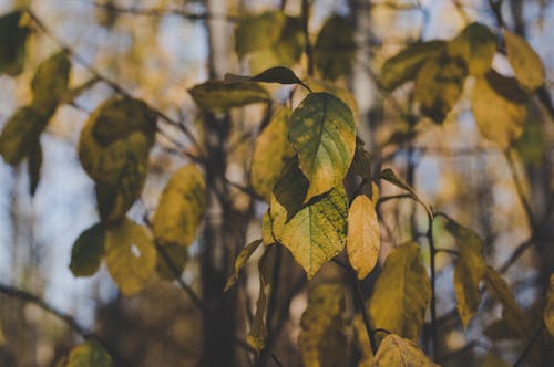 бесплатная Крупным планом фото зеленых листьев Стоковое фото