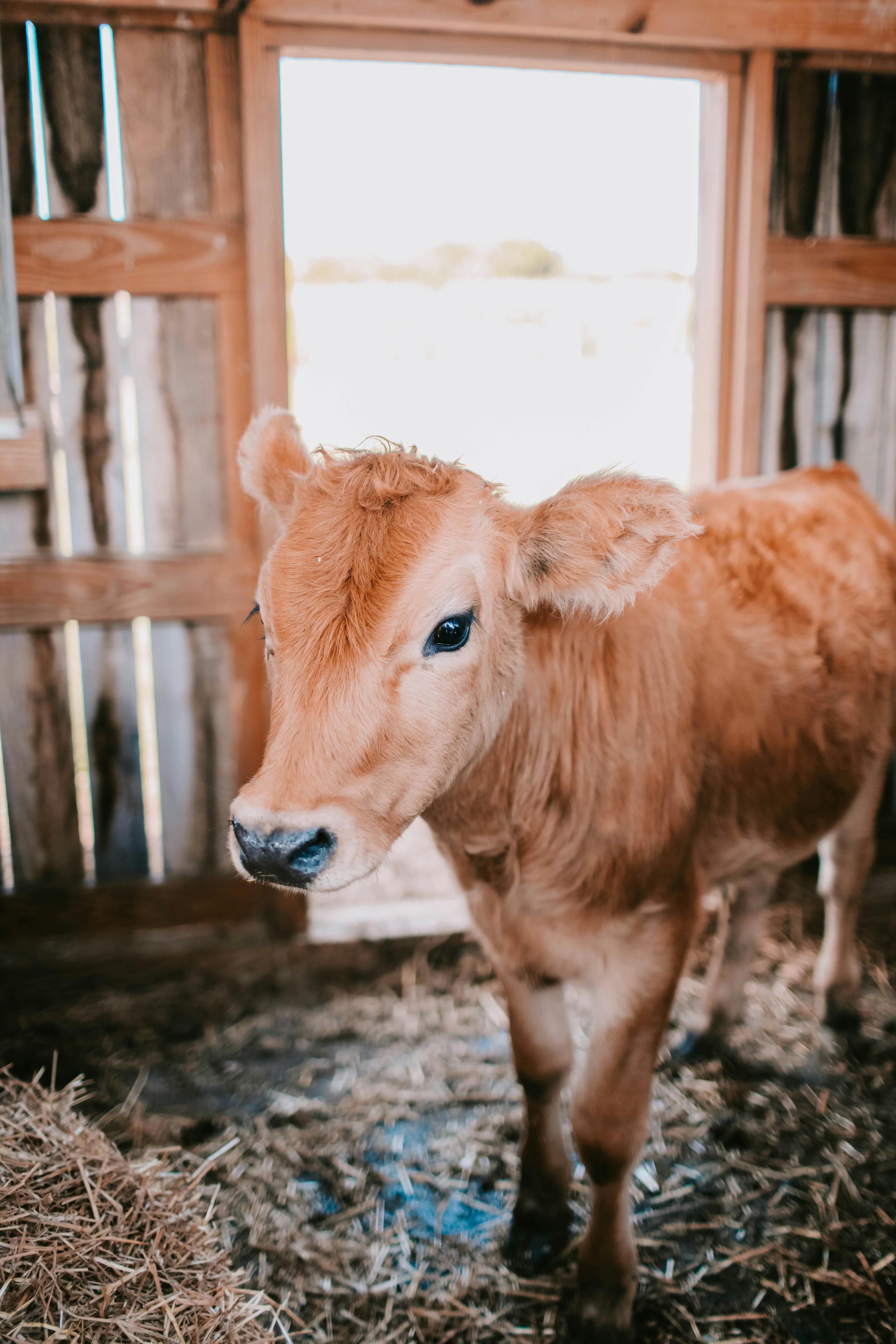 Farm Animals Photos, Download The BEST Free Farm Animals Stock Photos & HD  Images