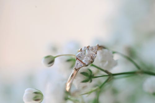 Gratis lagerfoto af blad, blomst, detaljeret skud