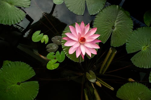 Free stock photo of water lilies Stock Photo