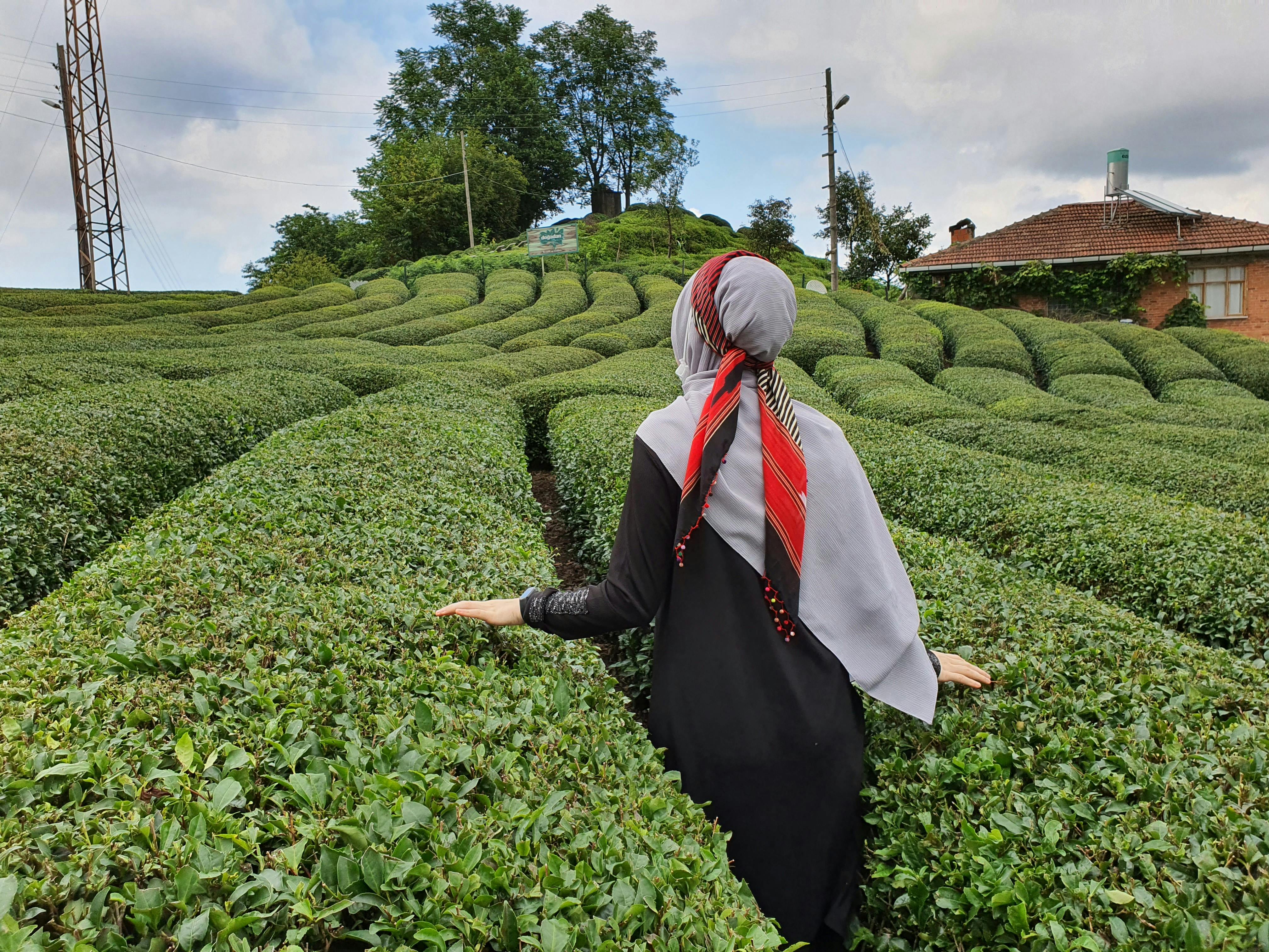 Picker Zivocisneho Kralovstva Photos, Download The BEST Free Picker ...