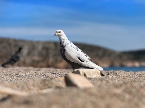 Základová fotografie zdarma na téma fotografování zvířat, hloubka ostrosti, holub