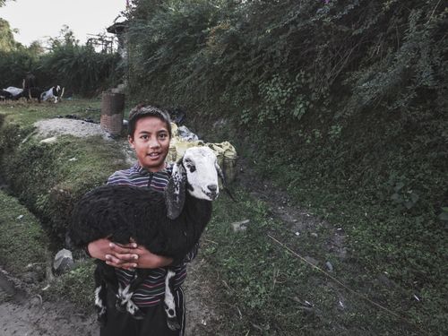 Free A young boy holding a sheep in a rural outdoor setting, surrounded by greenery. Stock Photo