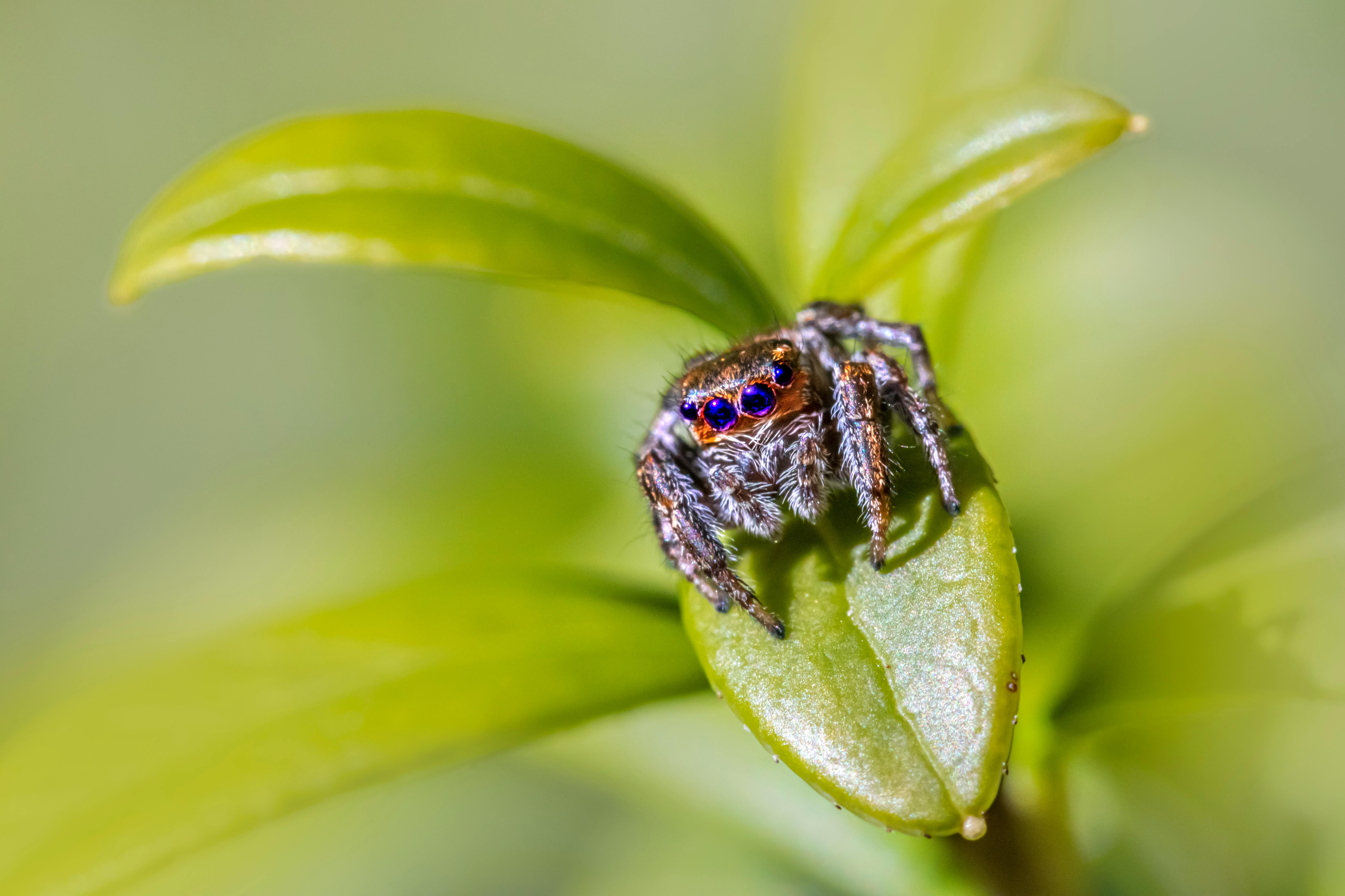Brown Jumping Spider on Green Leaf · Free Stock Photo