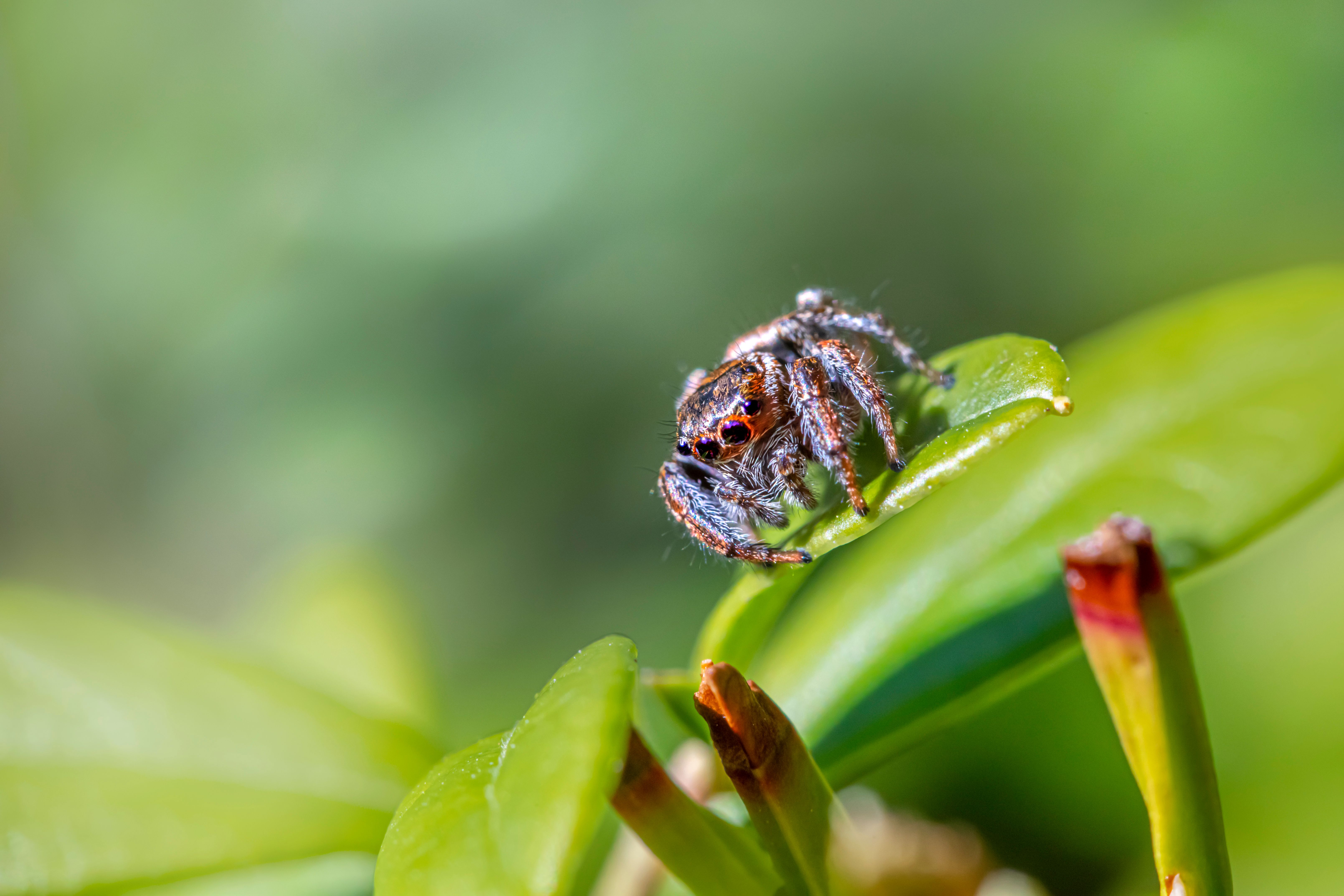 Brown and White Jumping Spider on Green Leaf · Free Stock Photo