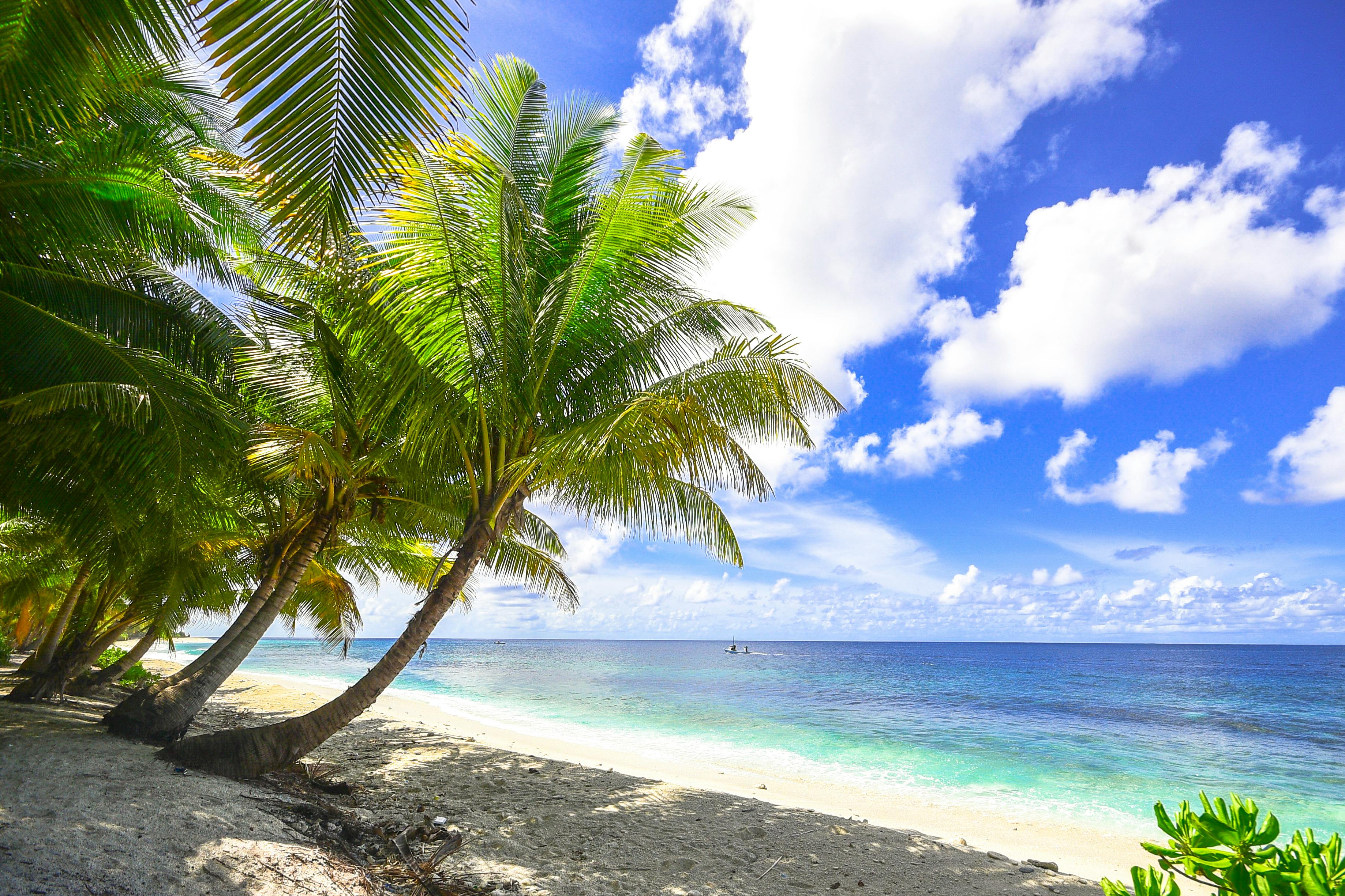 Green Palm Tree Near Beach Under Clear Blue Sky · Free ...