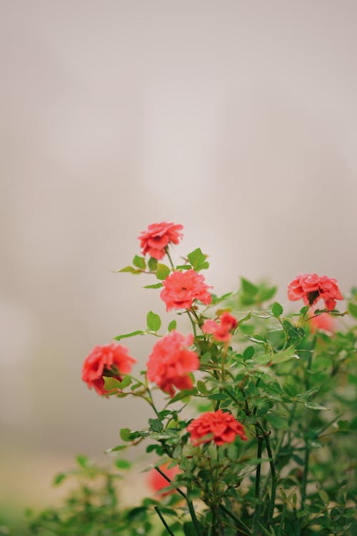 Close-up of the Pink Flowers of a Green Plant