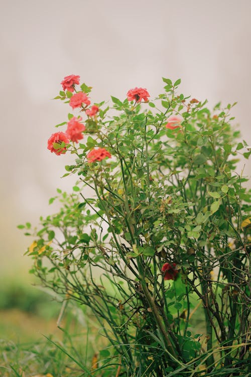 Pink Flowers of a Green Plant