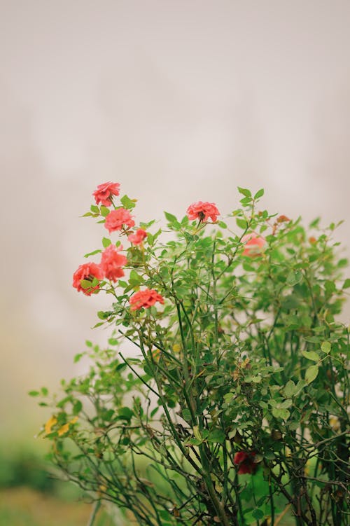 Pink Flowers of a Green Plant