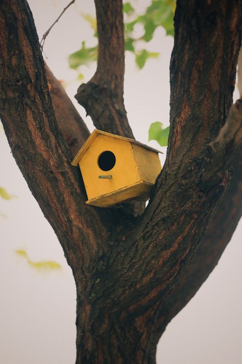 Free A charming yellow birdhouse tucked in a tree, captured in Adıyaman, Turkey. Stock Photo