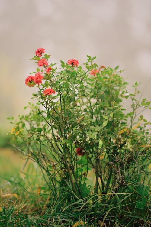 Foto profissional grátis de fechar-se, floração, flores cor-de-rosa