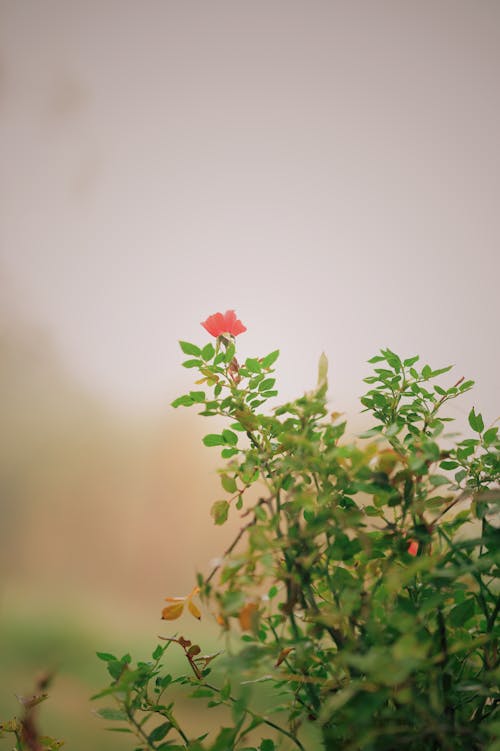 Foto profissional grátis de fechar-se, flor cor-de-rosa, floração