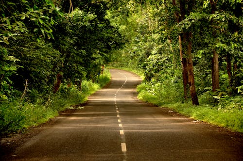 Road in Between Green Trees