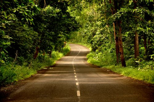 Free An empty asphalt road meandering through a lush, green forest, offering a tranquil nature escape. Stock Photo