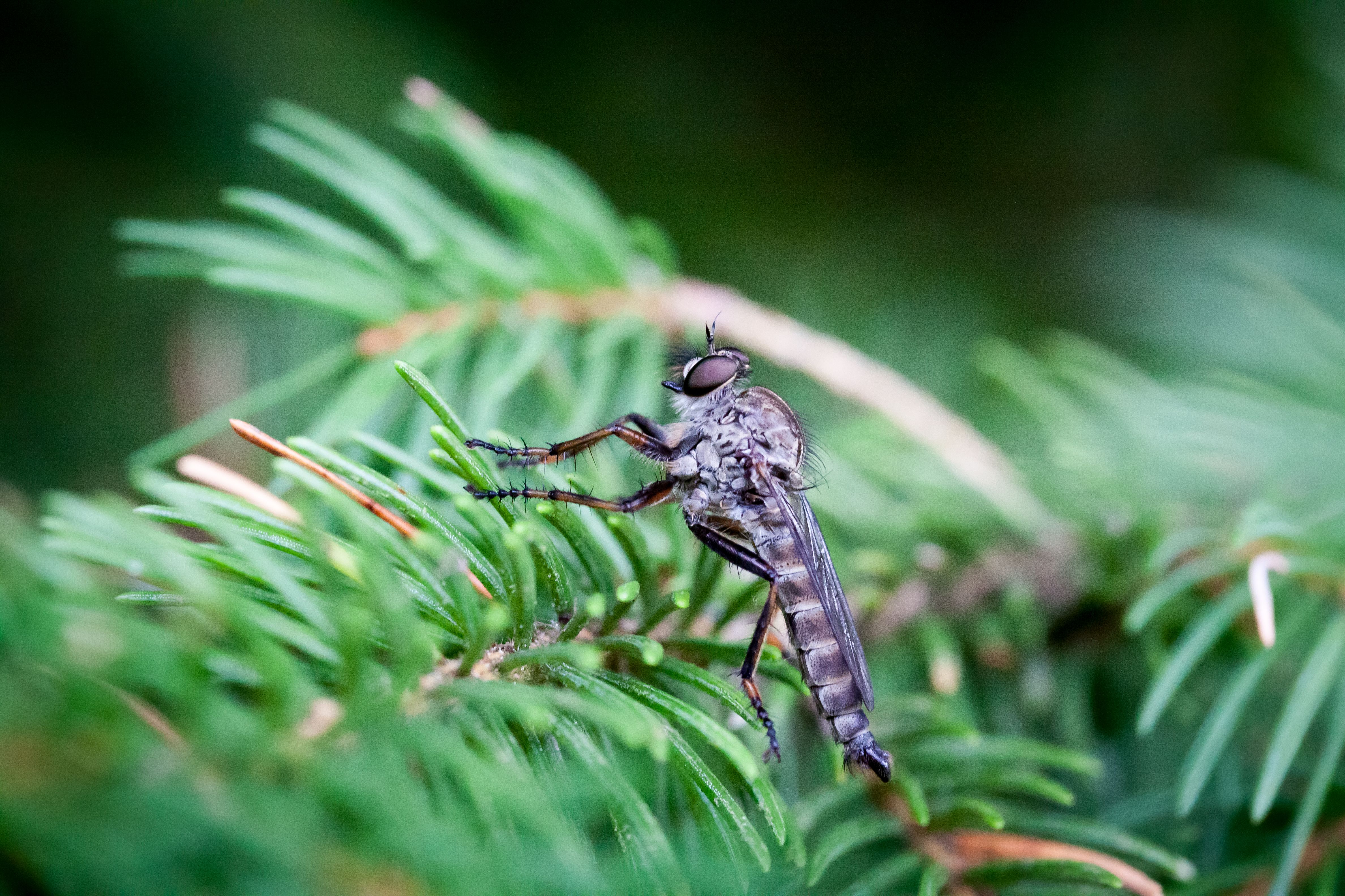 Insectaer Insekter Photos, Download The BEST Free Insekter Stock Photos & HD Images
