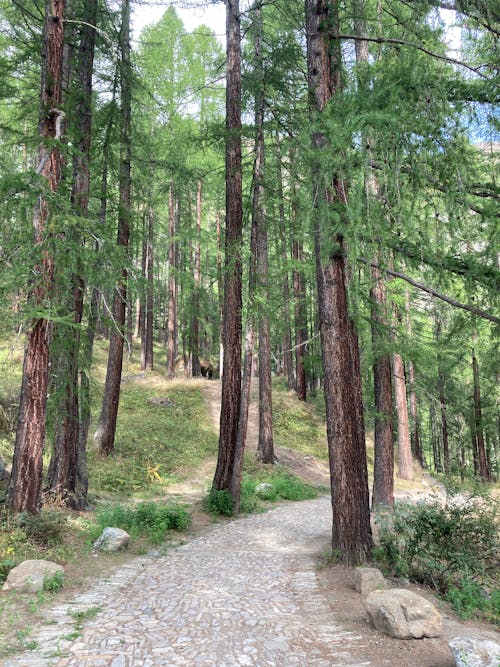 Kostnadsfri bild av alperna, schweiz, schweiziska Alperna