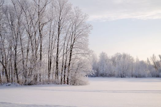 Beautiful winter scene with snow-covered trees under a clear sky.