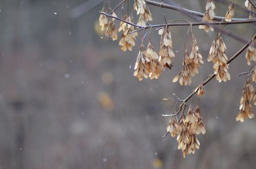 Free A serene view of brown leaves hanging on a branch marking the beauty of fall. Stock Photo