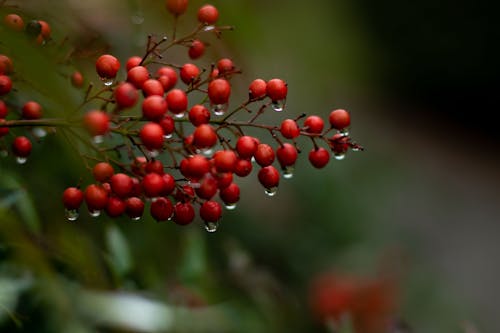 Gratis lagerfoto af botanisk, dug, røde bær