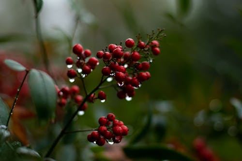 Gratis lagerfoto af botanisk, dug, røde bær