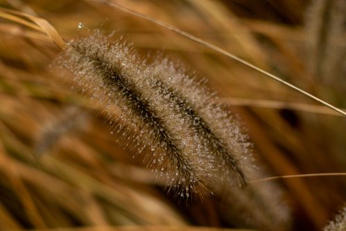 Free Detailed view of dewdrops on wheat grass in a sunlit rural field. Stock Photo