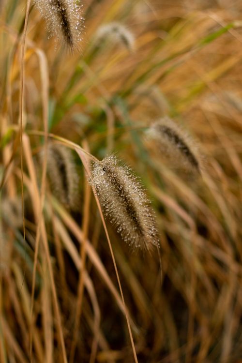 Free Detailed view of fuzzy grass heads in a rural field during summer. Stock Photo