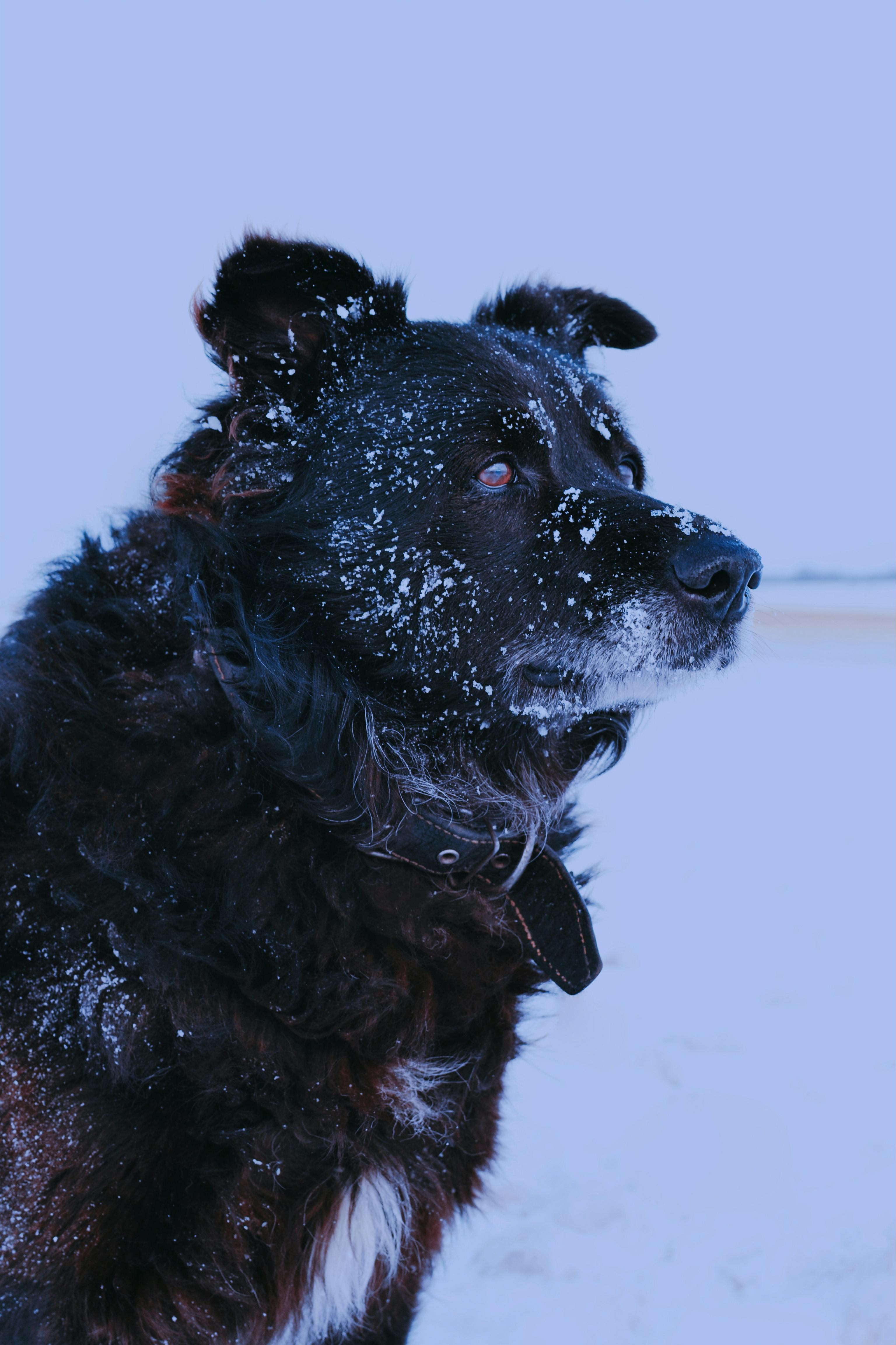 Why Do Dogs Have Wet Noses? Discover the Fascinating Reasons! 9 Seasonal Changes and Wet Noses: Why Your Dog’s Nose Might Be Wetter This Winter