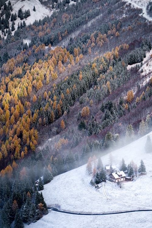 Foto d'estoc gratuïta de arbres, bosc, constipat