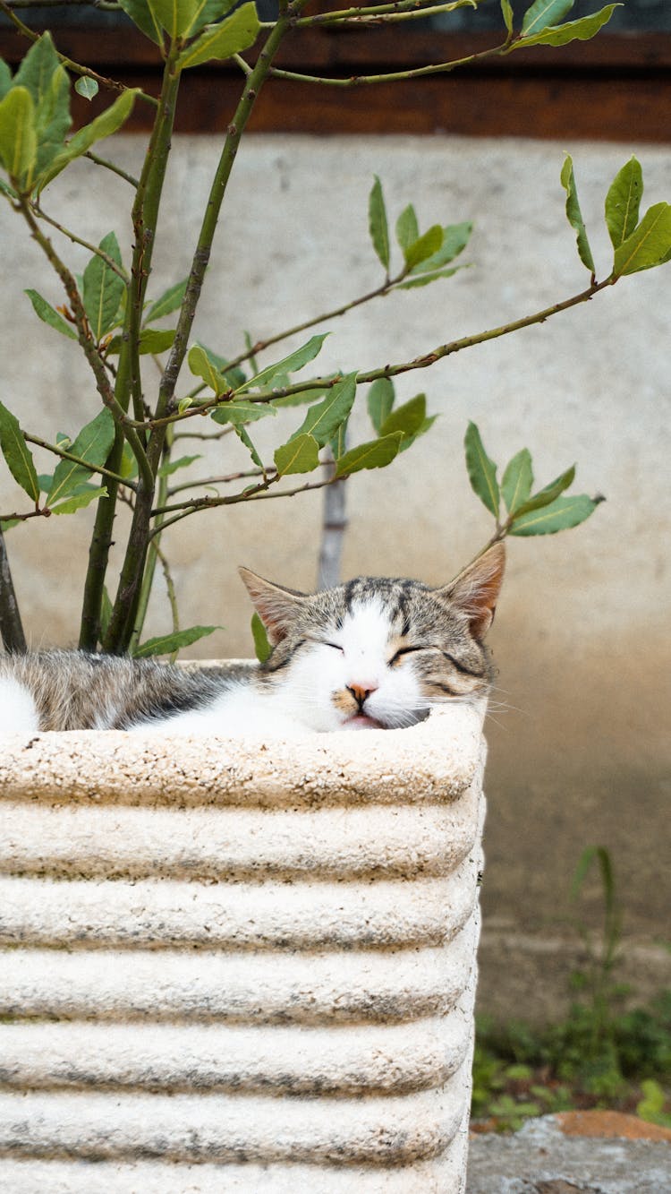 Cat Sleeping In Plant Pot