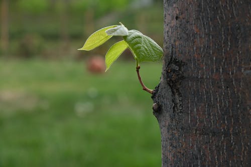 Fotos de stock gratuitas de árbol, bitki