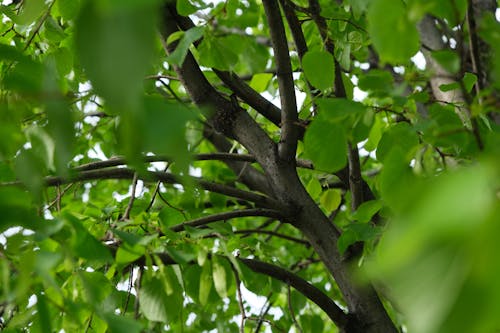 Fotos de stock gratuitas de árbol, rama de árbol