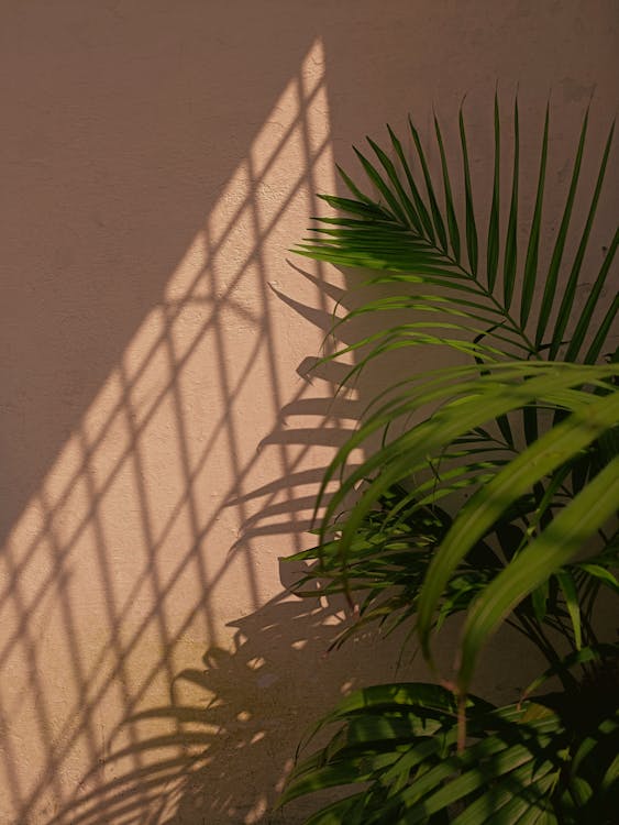 Fotos de stock gratuitas de de cerca, Hojas de palmera, hojas verdes