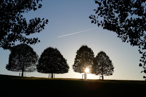 Free Highlighted trees Stock Photo