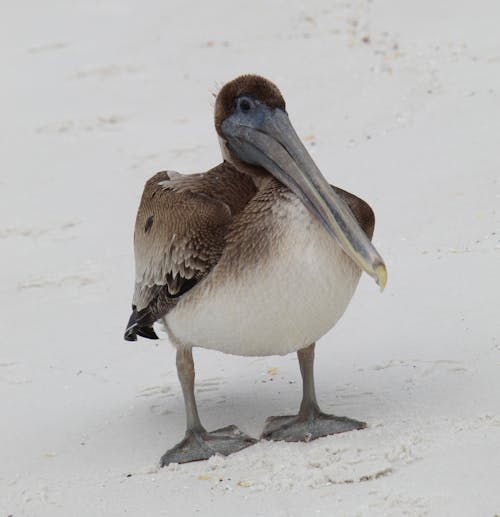 Fotobanka s bezplatnými fotkami na tému biely piesok, fotografovanie vtákov, hnedý pelikán