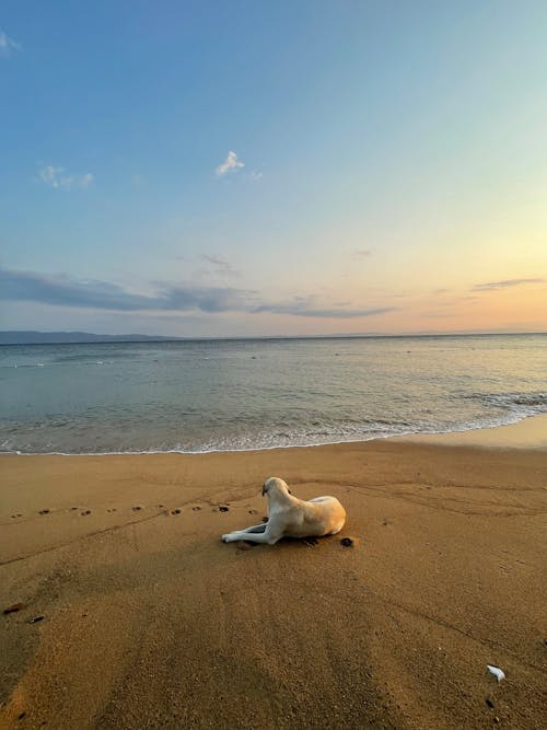 White Dog Lying on Brown Sand Near Sea
