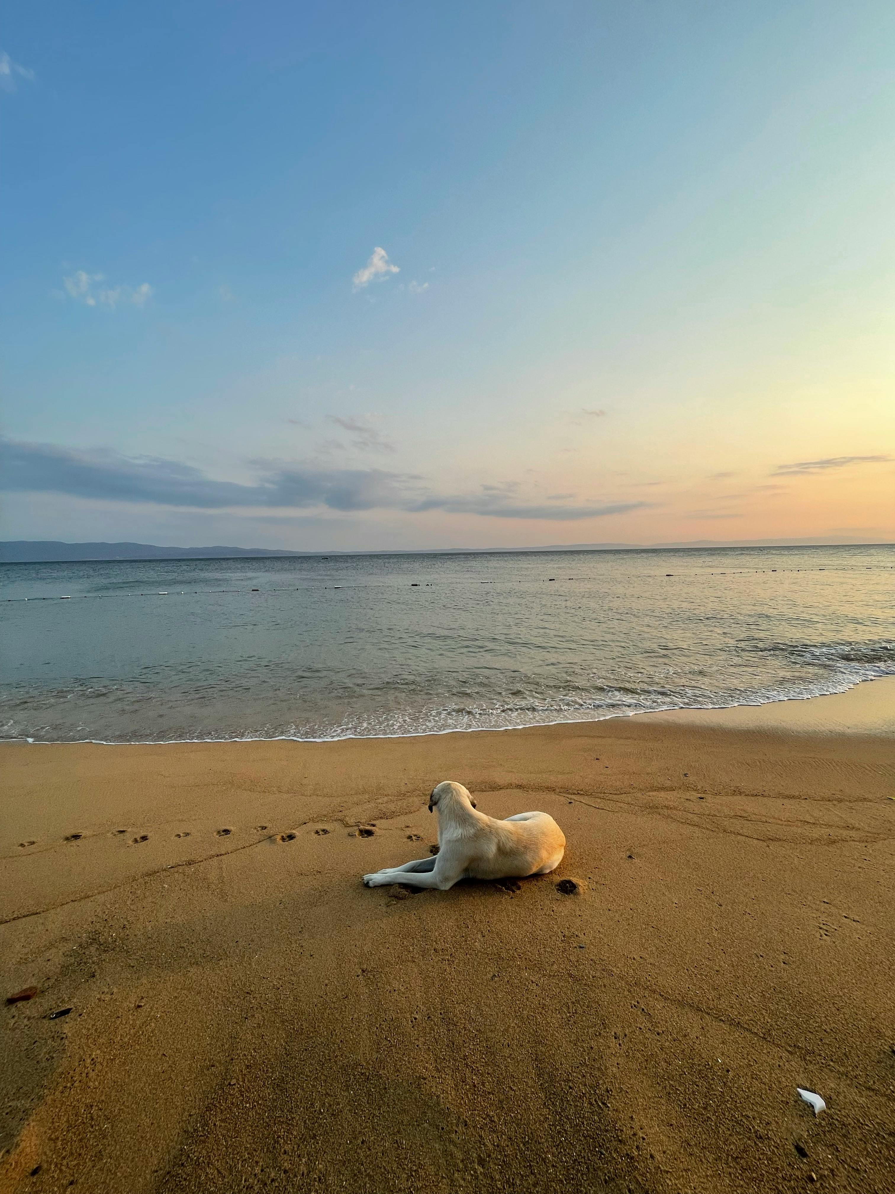 Dog Island Florida Photos, Download The BEST Free Dog Island Florida