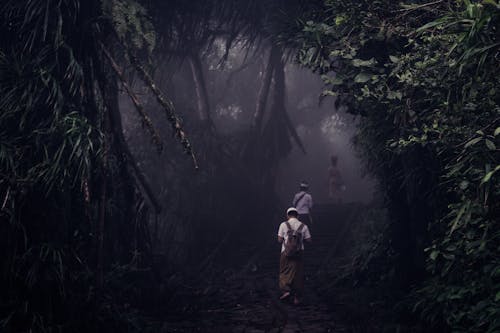 People Walking in Forest