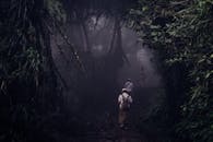 人们走在一条雾林小路上，四周被郁郁葱葱的绿色植物包围