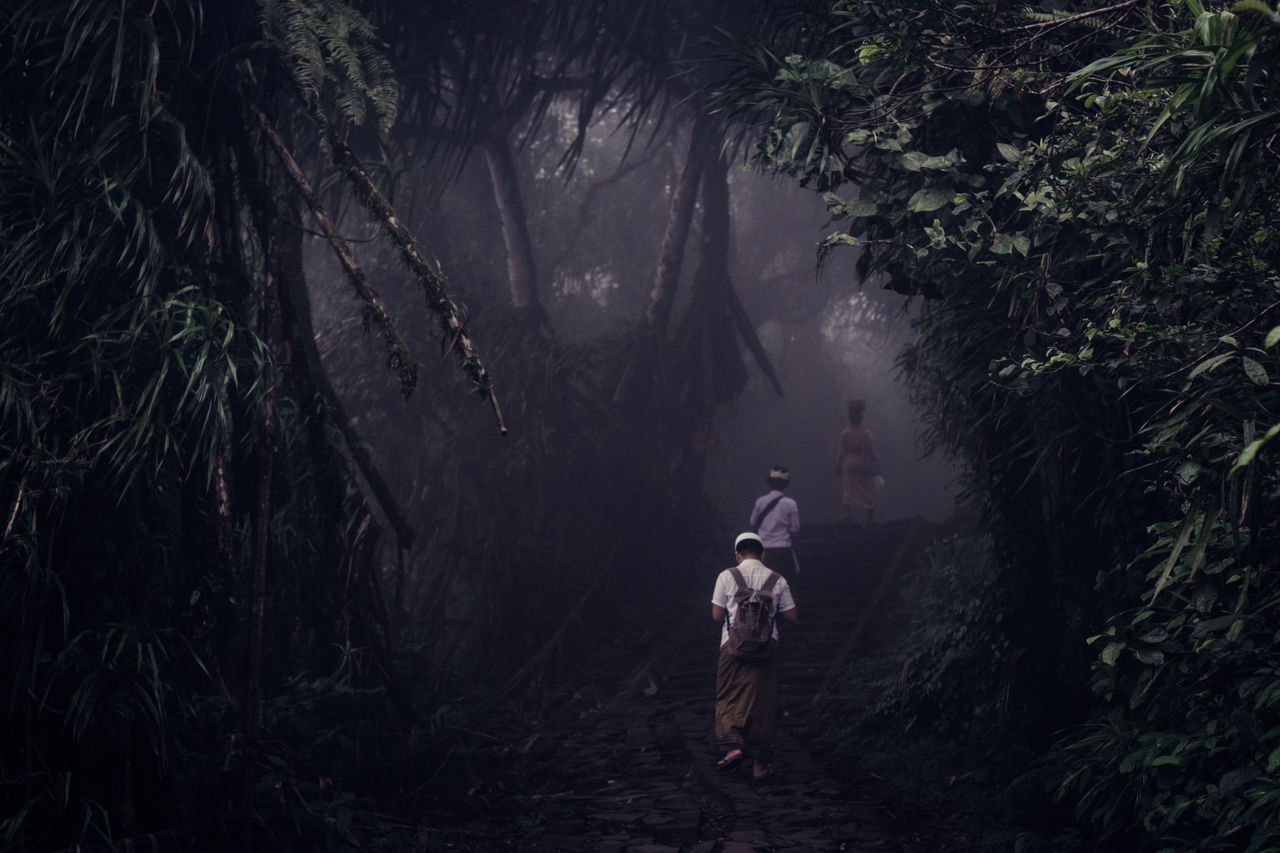 people walking on a foggy forest trail surrounded by lush greenery
