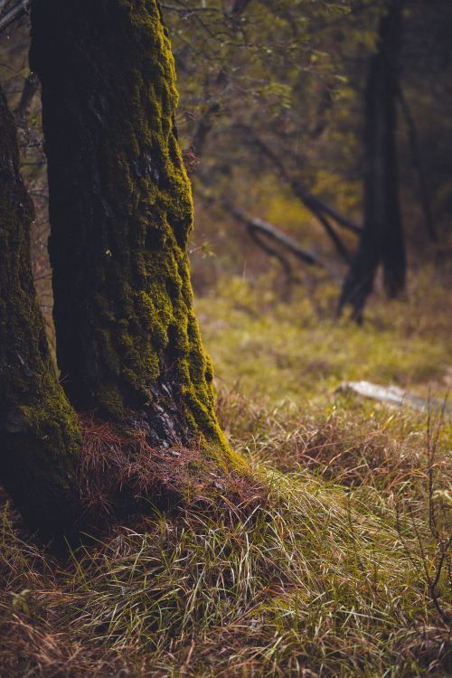 Free A serene forest scene with moss-laden trees and grass in a foggy setting, captured in autumn in Podgorica, Montenegro. Stock Photo