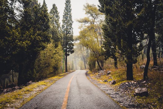 Peaceful empty road surrounded by lush forest in Podgorica, Montenegro on a misty day.